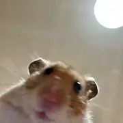 しきの画像