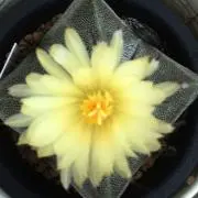 maromaroの画像