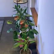 愛