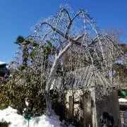 フィッシャーの画像