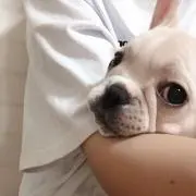 白つぶちゃんの画像