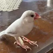 Kaiの画像