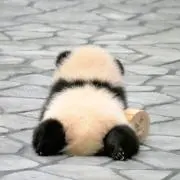 ひろぱんだの画像