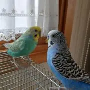 ななの画像
