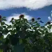 チャトラ　プロフ必読！の画像