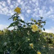 つなかんの画像