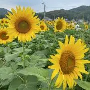 みかんの画像