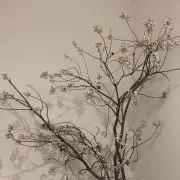 よこよこの画像