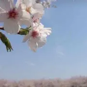 やっぴーとっぴーの画像