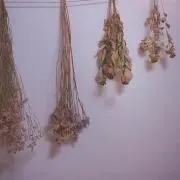 ぽん