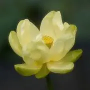 キサラギコウの画像