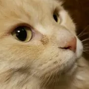 にゃんぱ911の画像