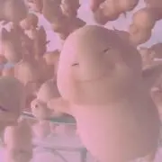 め