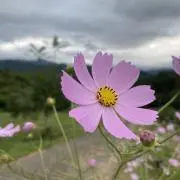 なんばんからあげの画像