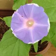 めめの画像