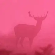 まこの画像