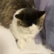 しろくまの画像