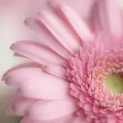 ラヴの画像