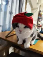 まさし
