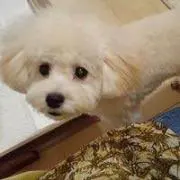 サミの画像