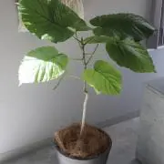 まりもちゃん
