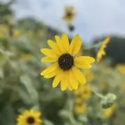 Kの画像