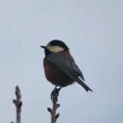 美鳥