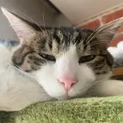 小太郎の画像