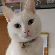 ピンクぞうさんの画像
