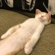 ponの画像
