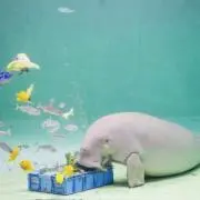 こうさ［24時間以内発送］の画像