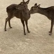 アスカの画像