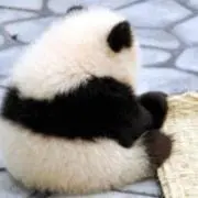 あくあの画像