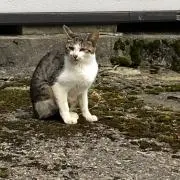 ゆうの画像