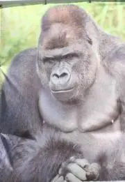 moumouの画像