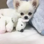 たかの画像