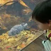 アンテレシーの画像