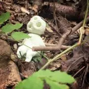 やまだの画像