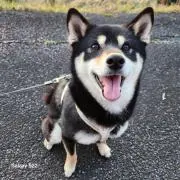 リュウスケ