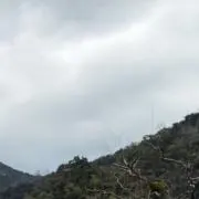 こーの画像