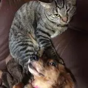 しょー