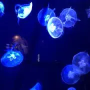 香里