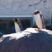 さむさむの画像