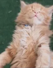 名無しちゃん