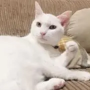 しろ