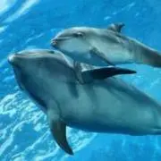☆ルナ ☆の画像