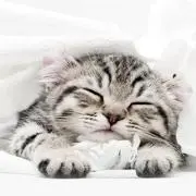 にゃんの画像