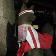 ゆき
