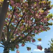 まなみの画像
