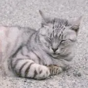 はるの画像
